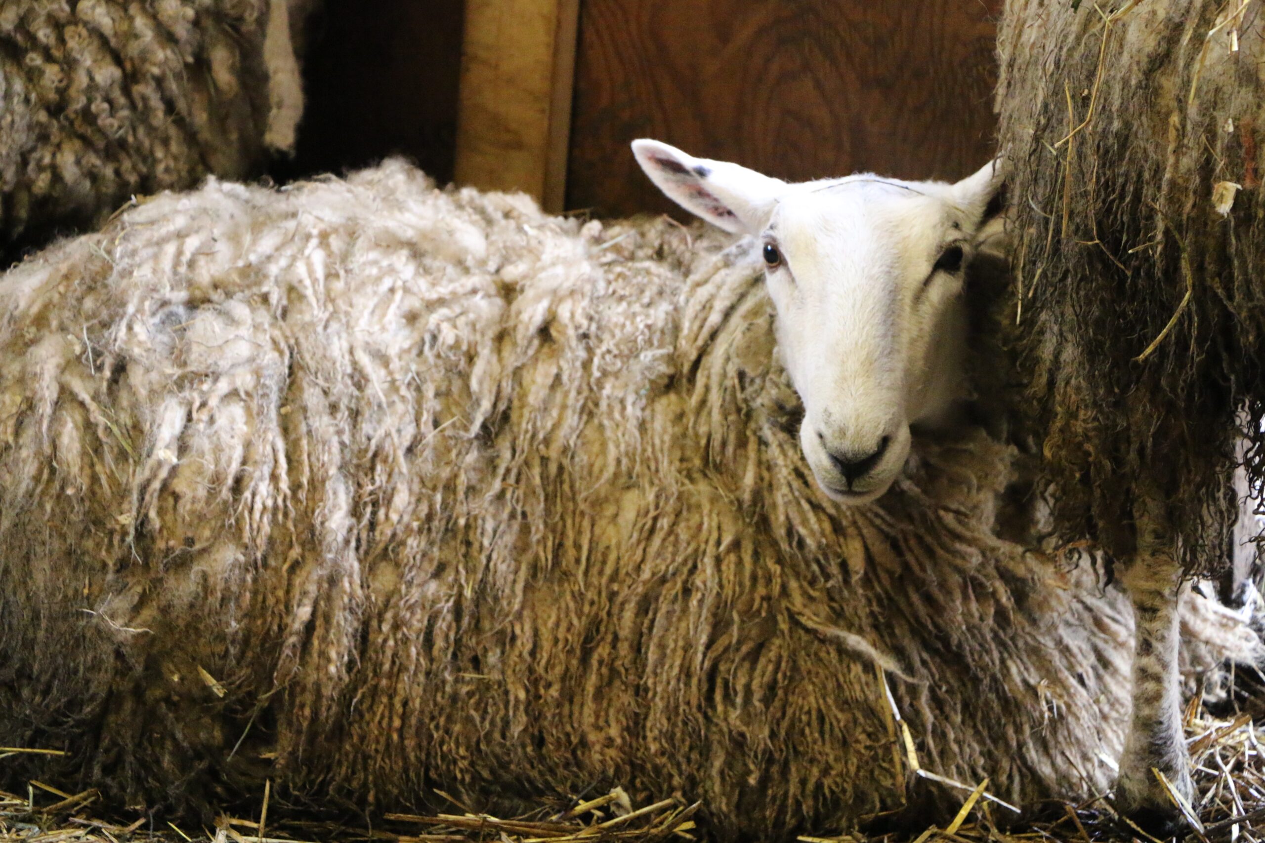 Sheep to Shawl Days